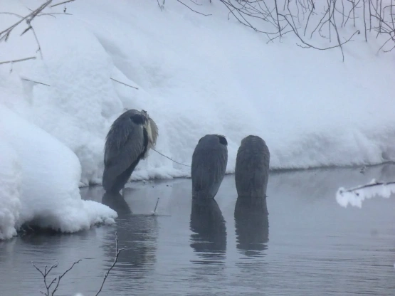 В окрестностях Калуги впервые зафиксировали массовую зимовку цапель