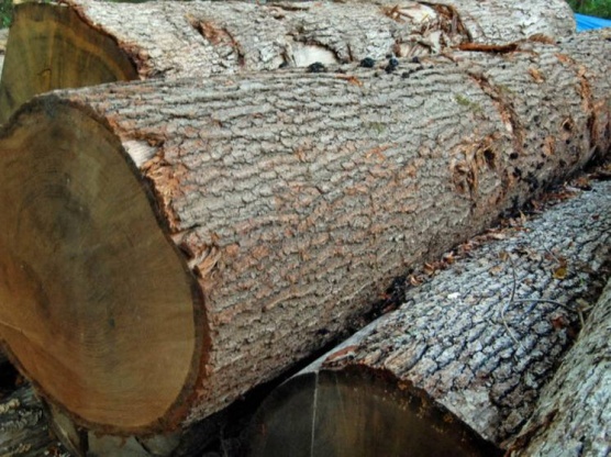 Калужских лесозаготовителей предупредили о новых правилах