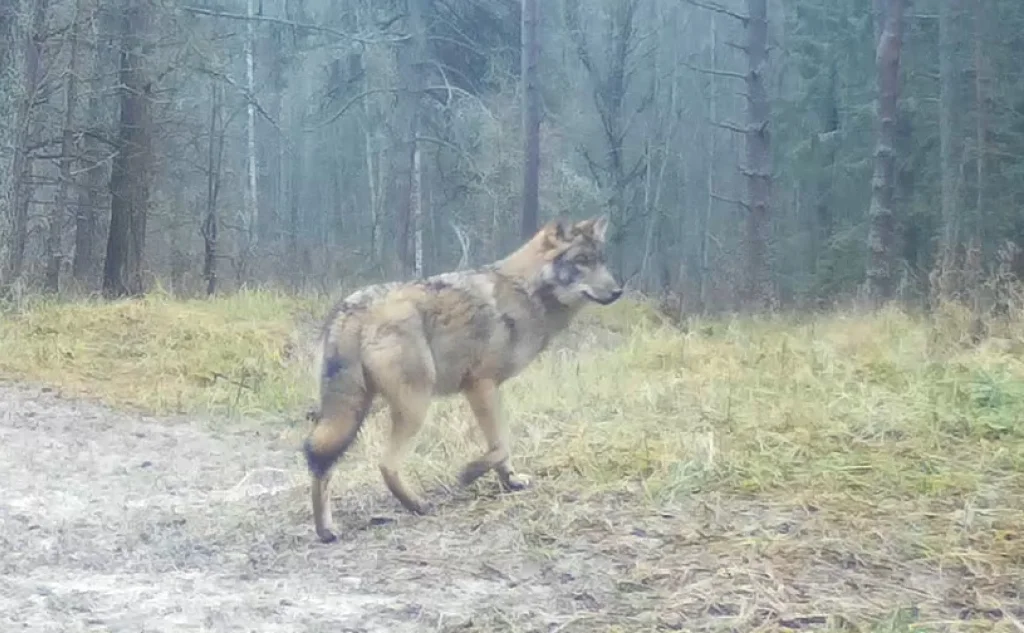 Волк попал на фотоловушку в калужском лесу