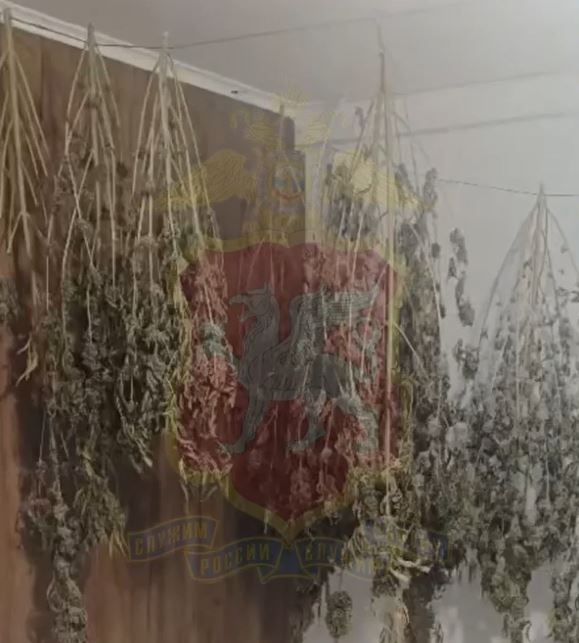Житель Симферопольского района вырастил более двух килограммов конопли