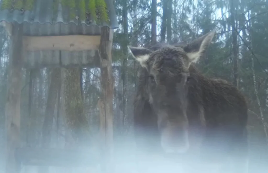 Лось попал на видео в калужском лесу
