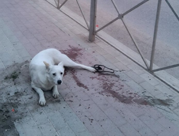 В Новофёдоровке  собака попала в капкан на центральной улице