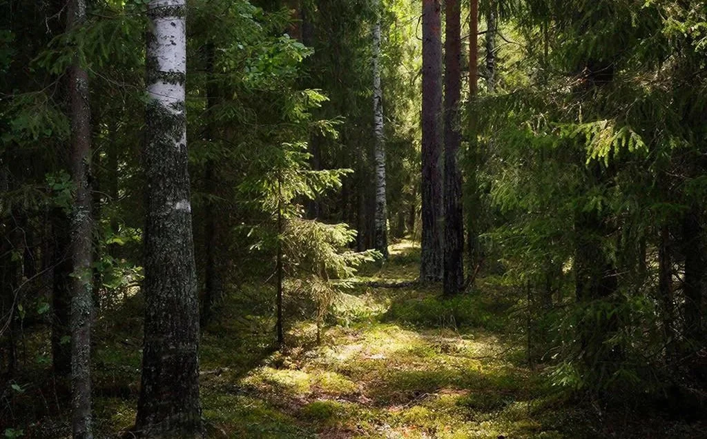 В Калужской области нашли нарушения закона об охране диких животных