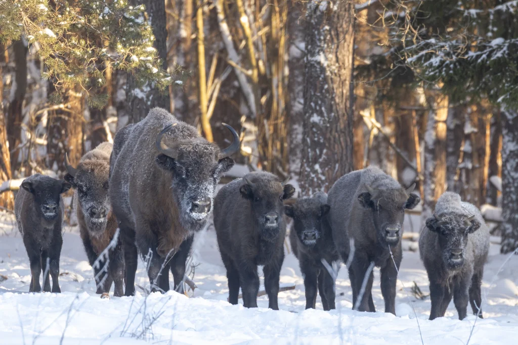 В калужском заповеднике насчитали 114 зубрят