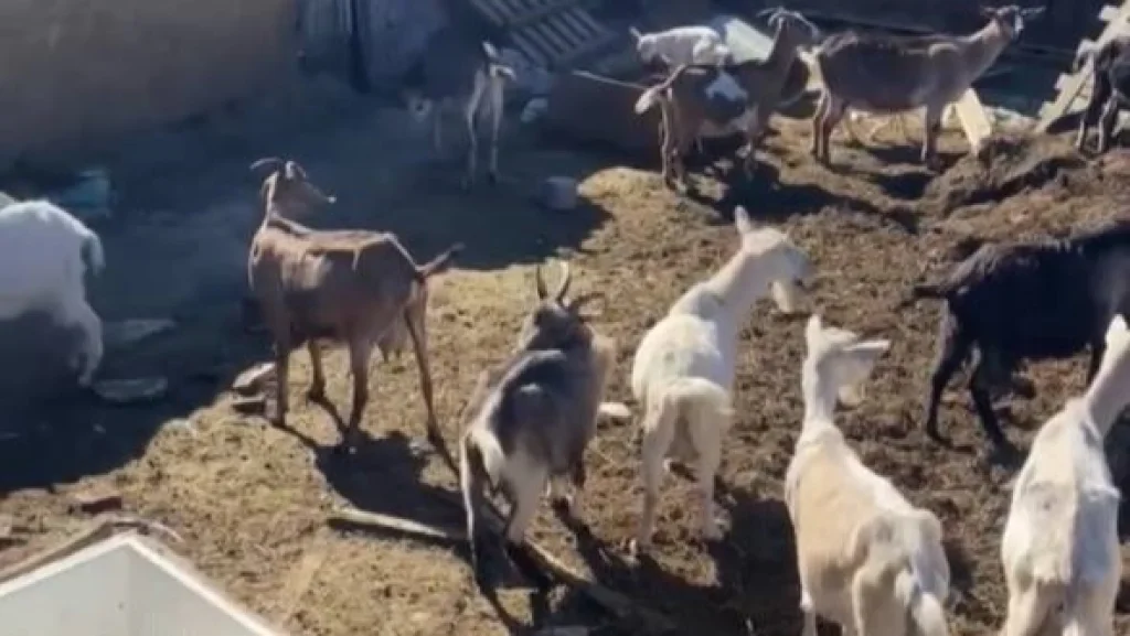 В селе Корекозево соседи задыхаются от запаха «фермы»