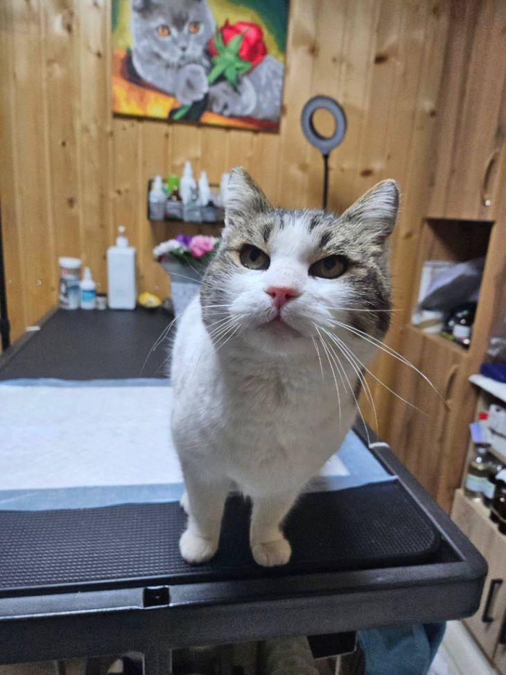 Хозяйка Муси отреагировала на прекращение уголовного дела человека, сбросившего кошку со скалы