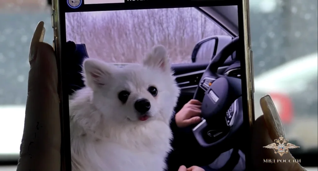 Полицейские спасли шпица на трассе и вернули его хозяйке