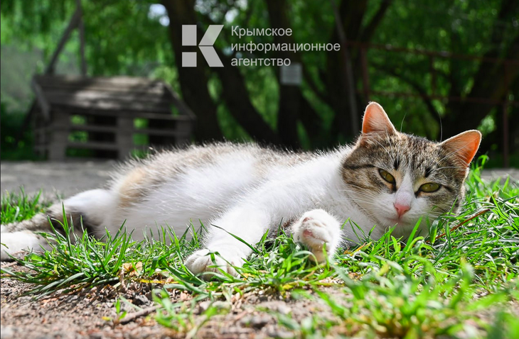 В Бахчисарае ищут живодёра, который жестоко убивает котят
