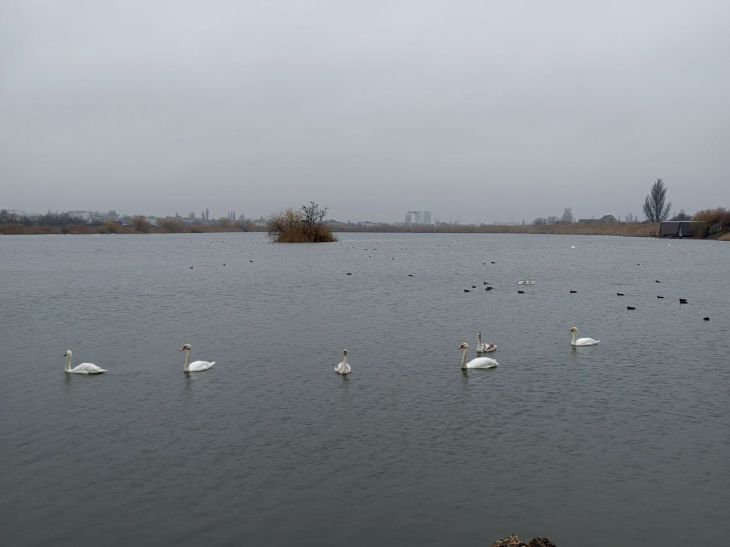 В Джанкойском районе не пережили зиму молодые лебеди