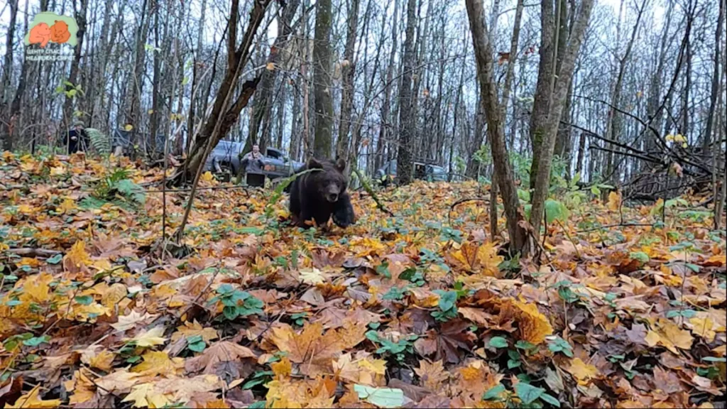 В калужский лес выпустили троих медвежат