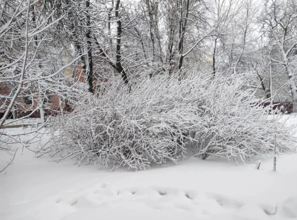 Сильный снегопад прогнозируют в Калужской области