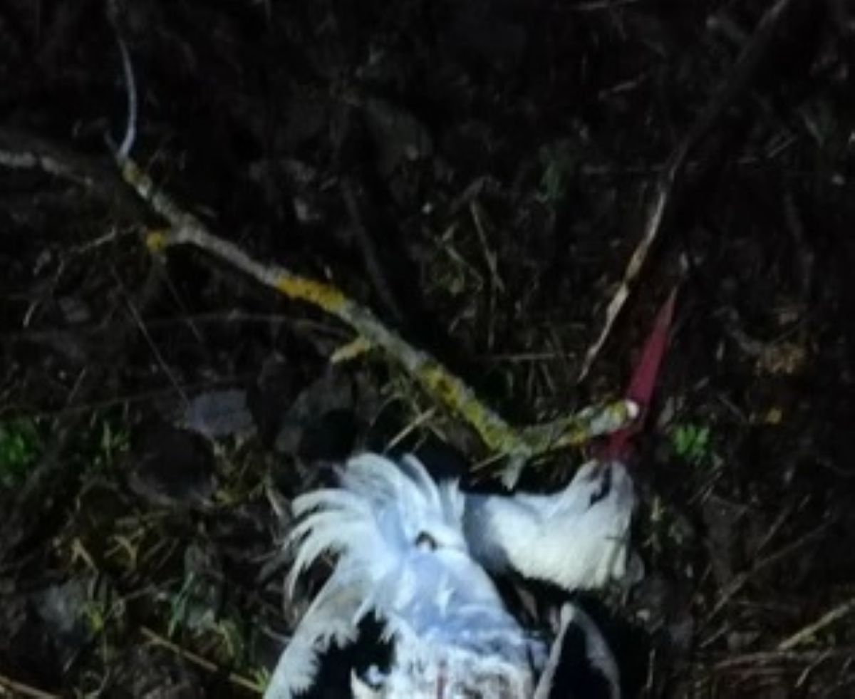 На Пасху в калужской деревне расстреляли аиста