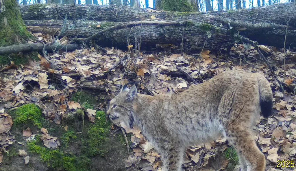 Рысь попала на видео в калужском лесу