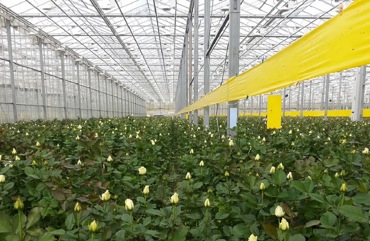 «Семья и топ-менеджеры в ответе»: с владельцев калужского «Розового сада» взыщут более 6,1 млрд