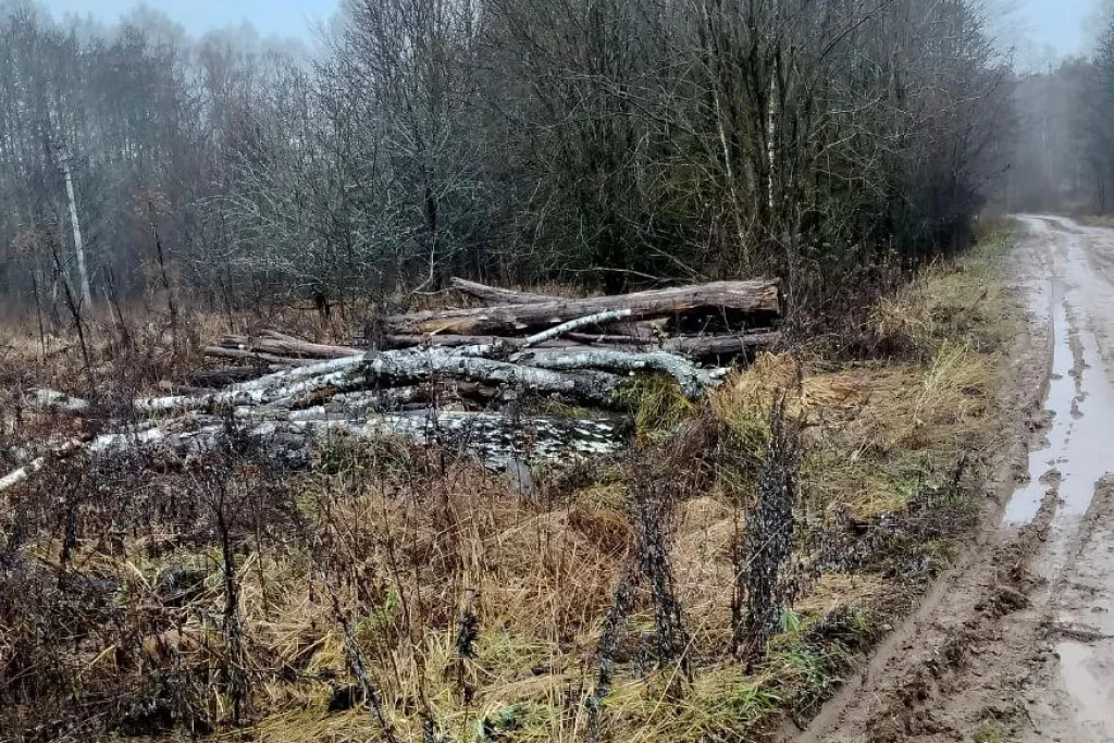В Калужской области завалы от вырубки леса угрожают дорогам и канавам