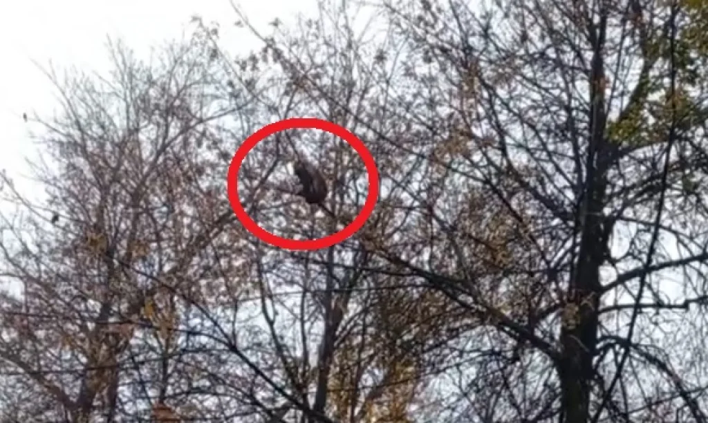 Нашлась хозяйка бегавшей по Калуге обезьяны