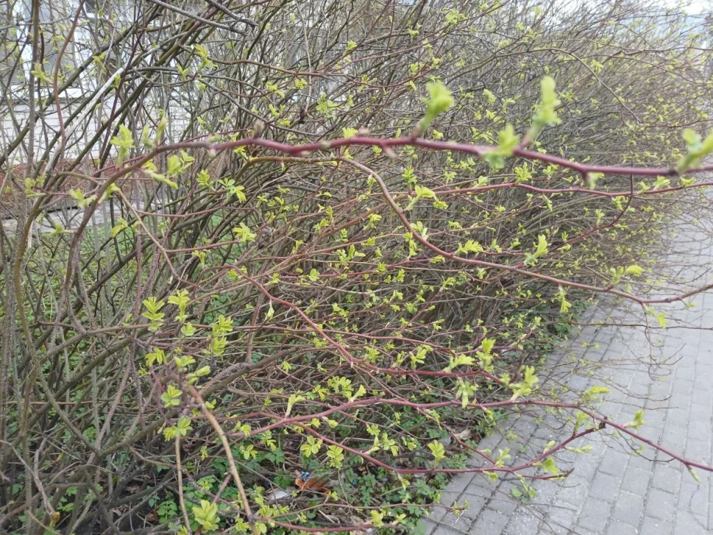 На Калугу идёт волна холода