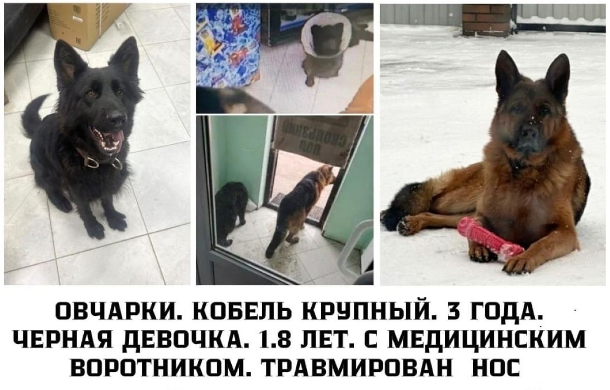 Выяснились жестокие подробности убийства животных в Боровском районе - погибли 2 немецкие овчарки