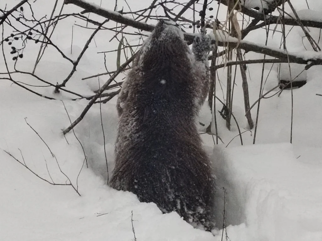 Сотрудники калужского заповедника запечатлели зимнюю прогулку бобра
