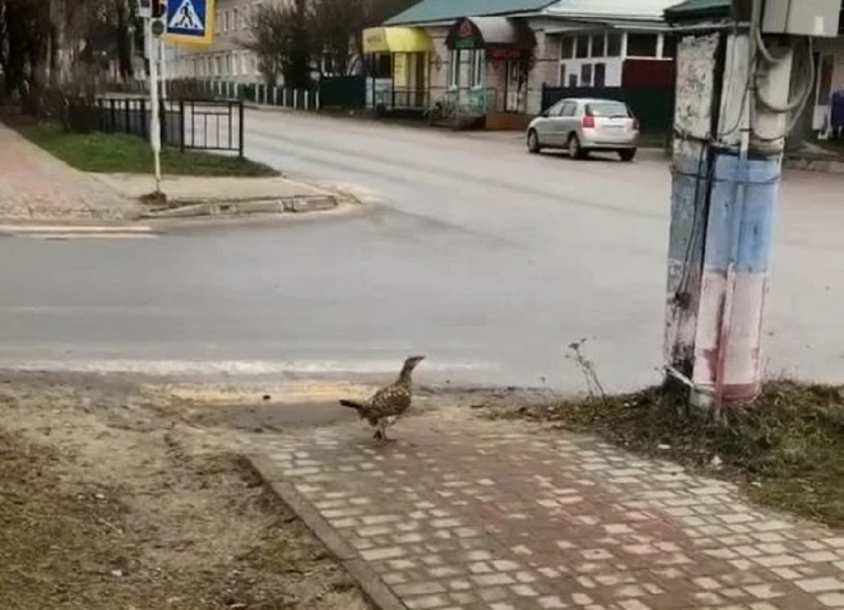 В центре Жиздры поймали и выпустили на волю дикую глухарку