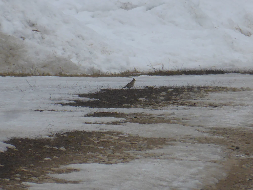 В Калужскую область прилетели жаворонки
