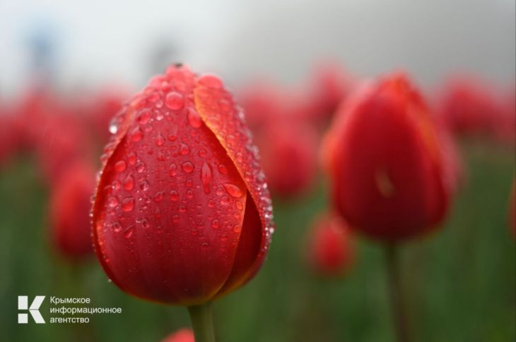 Названа дата открытия парада тюльпанов в Никитском саду