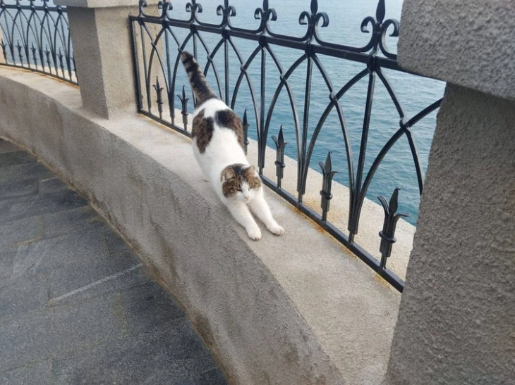 Полиция не нашла состава преступления в инциденте со сброшенной с "Ласточкиного гнезда" кошкой Мусей