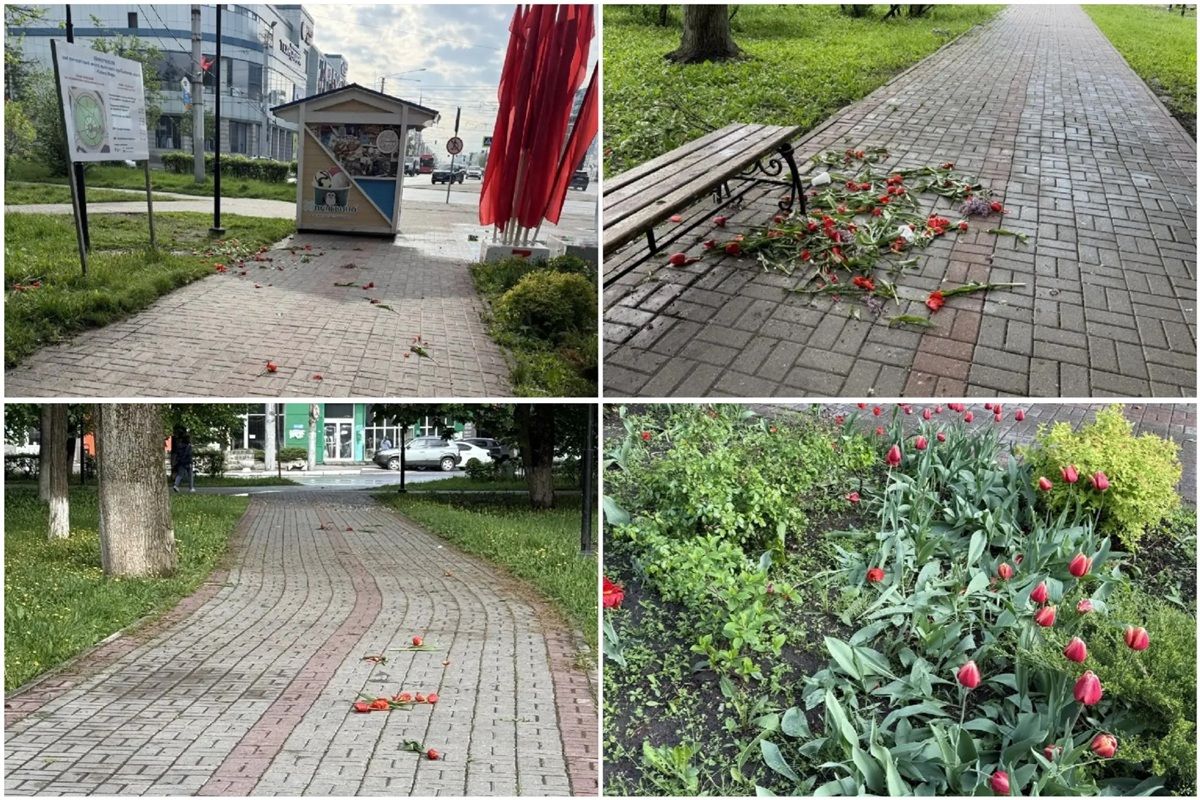 Неизвестные уничтожили тюльпаны в скверах Калуги