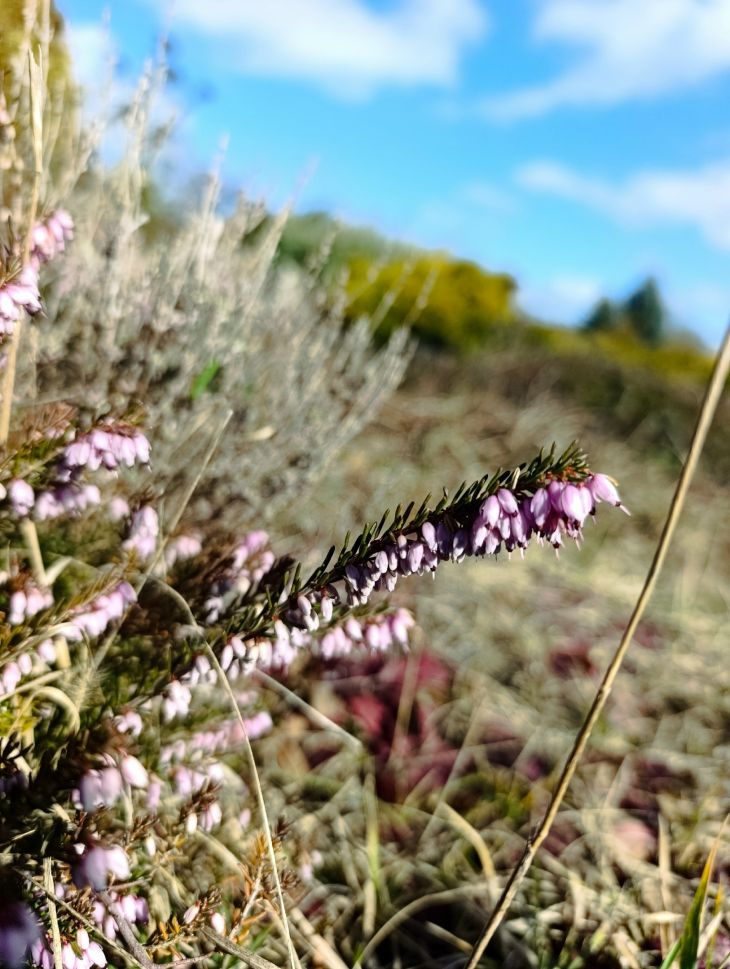 В Симферополе зацвел реликт из каменного века