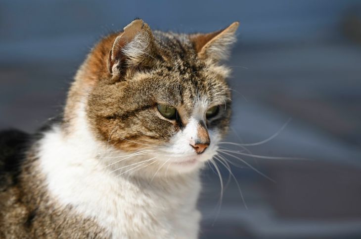 В Бахчисарае ищут живодёра, который топит котят