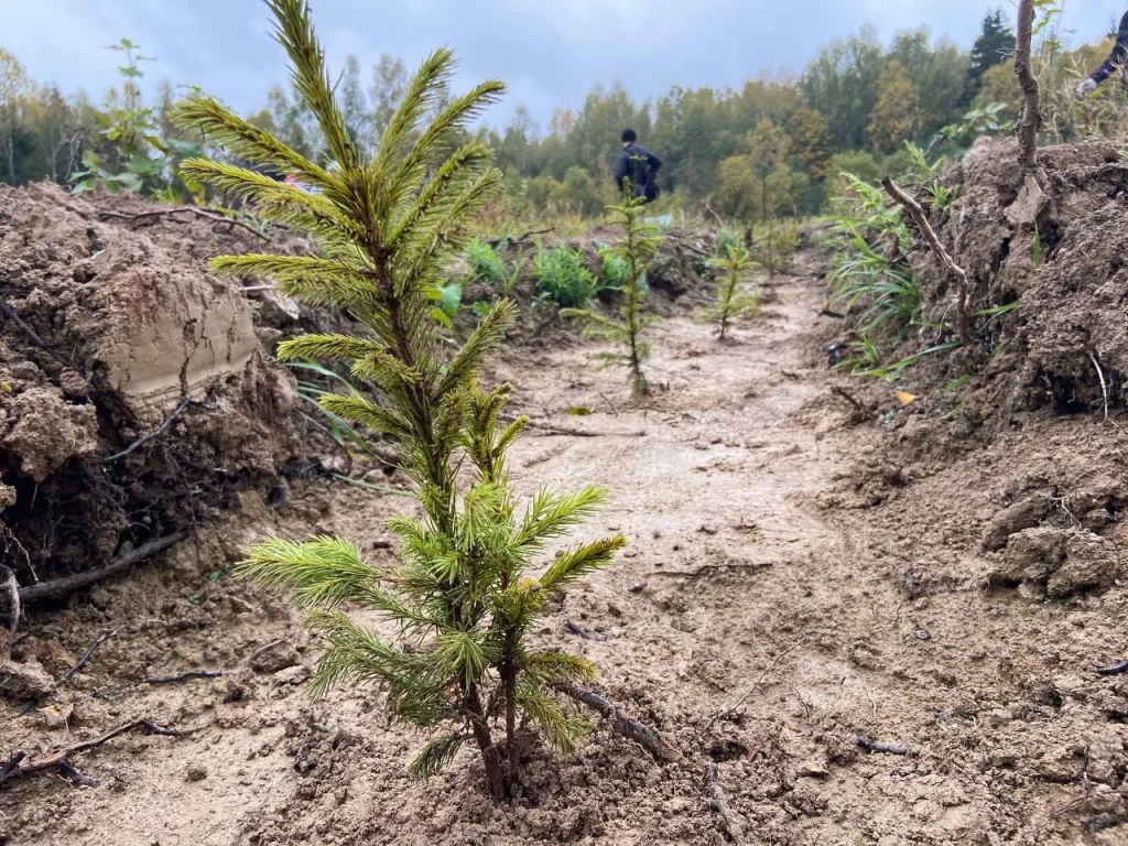 Калужская область восстановила больше лесов, чем планировала