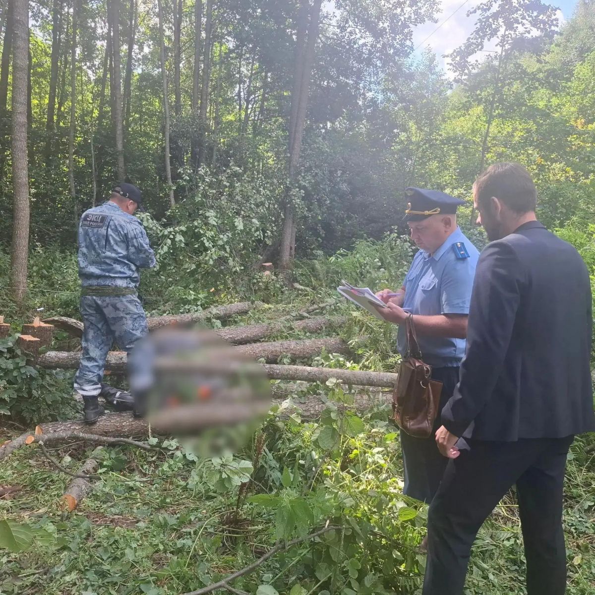 Дерево насмерть придавило электромонтера во время работ у ЛЭП в Калужской области