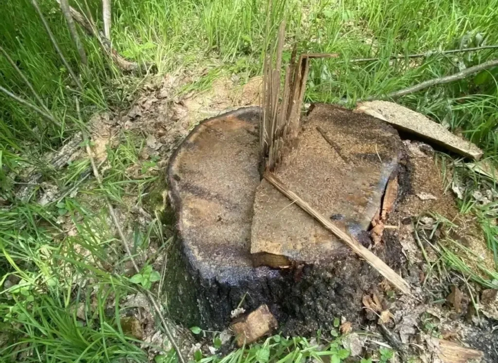 В Калужской области завели дело из-за вырубки дуба