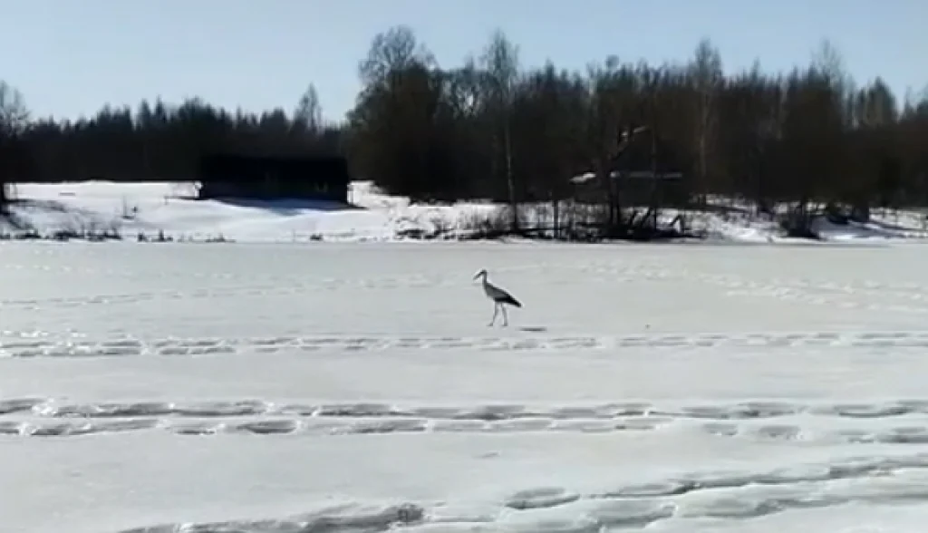 Первый аист прилетел в Калужскую область