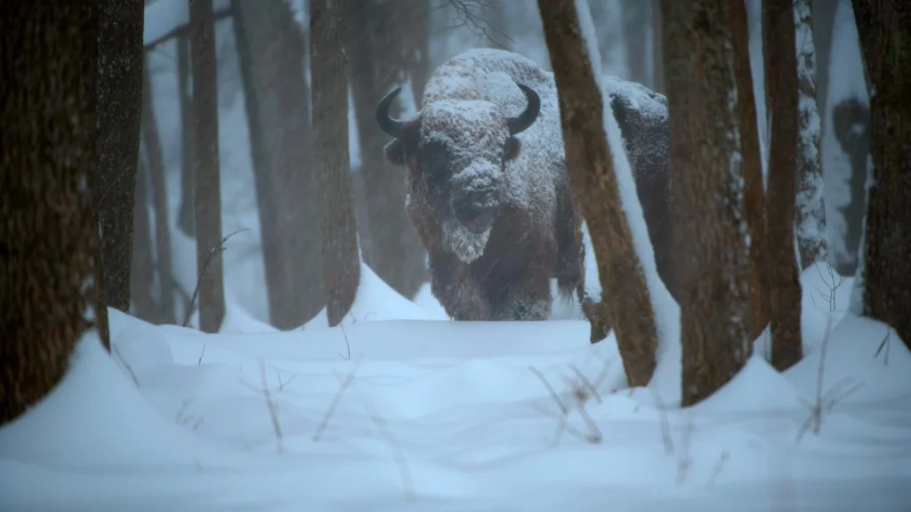 Зубра под снегом засняли в калужском лесу