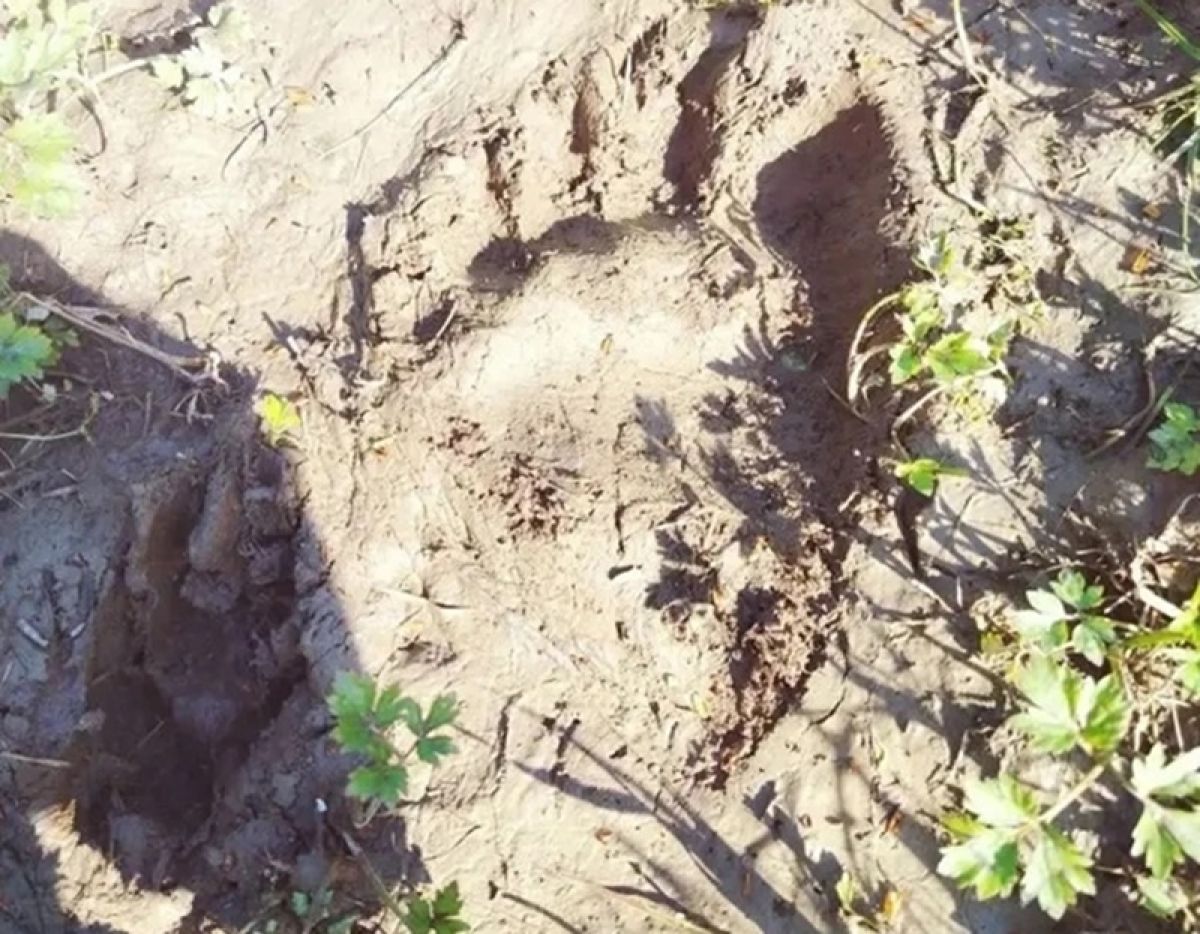 Следы бурого медведя заметили в районе деревни Загоричи Калужской области