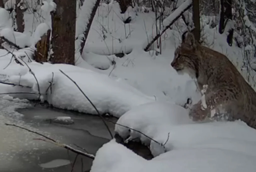 Рысь попала на видео в калужском лесу