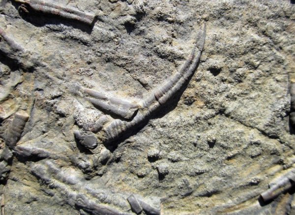 На берегу Симферопольского водохранилища нашли таинственную окаменелость