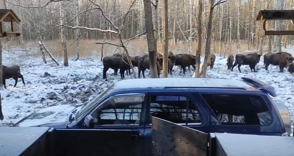Зубры окружили людей в Калужской области