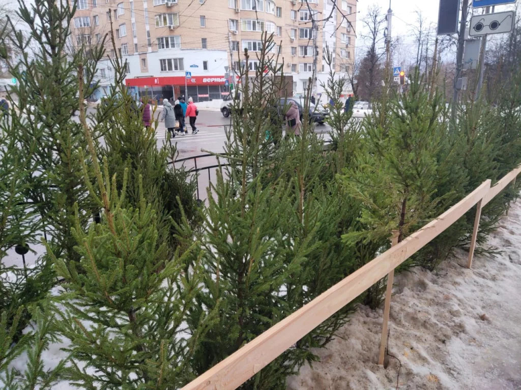 Калужан просят сдать ёлки на переработку