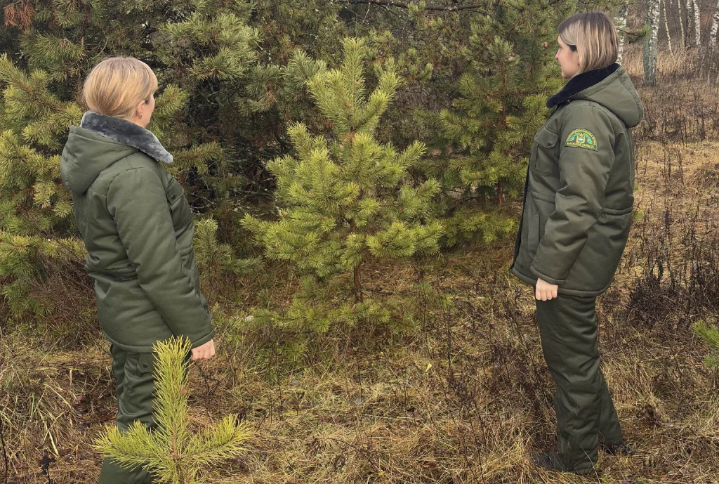 Калужан предупредили о штрафах за вырубку елок и сосен