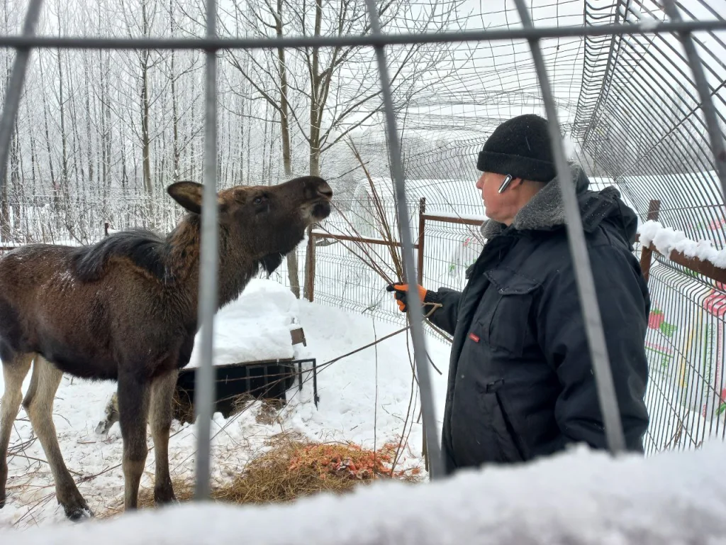 Стали известны подробности о вышедшем к людям лосёнке
