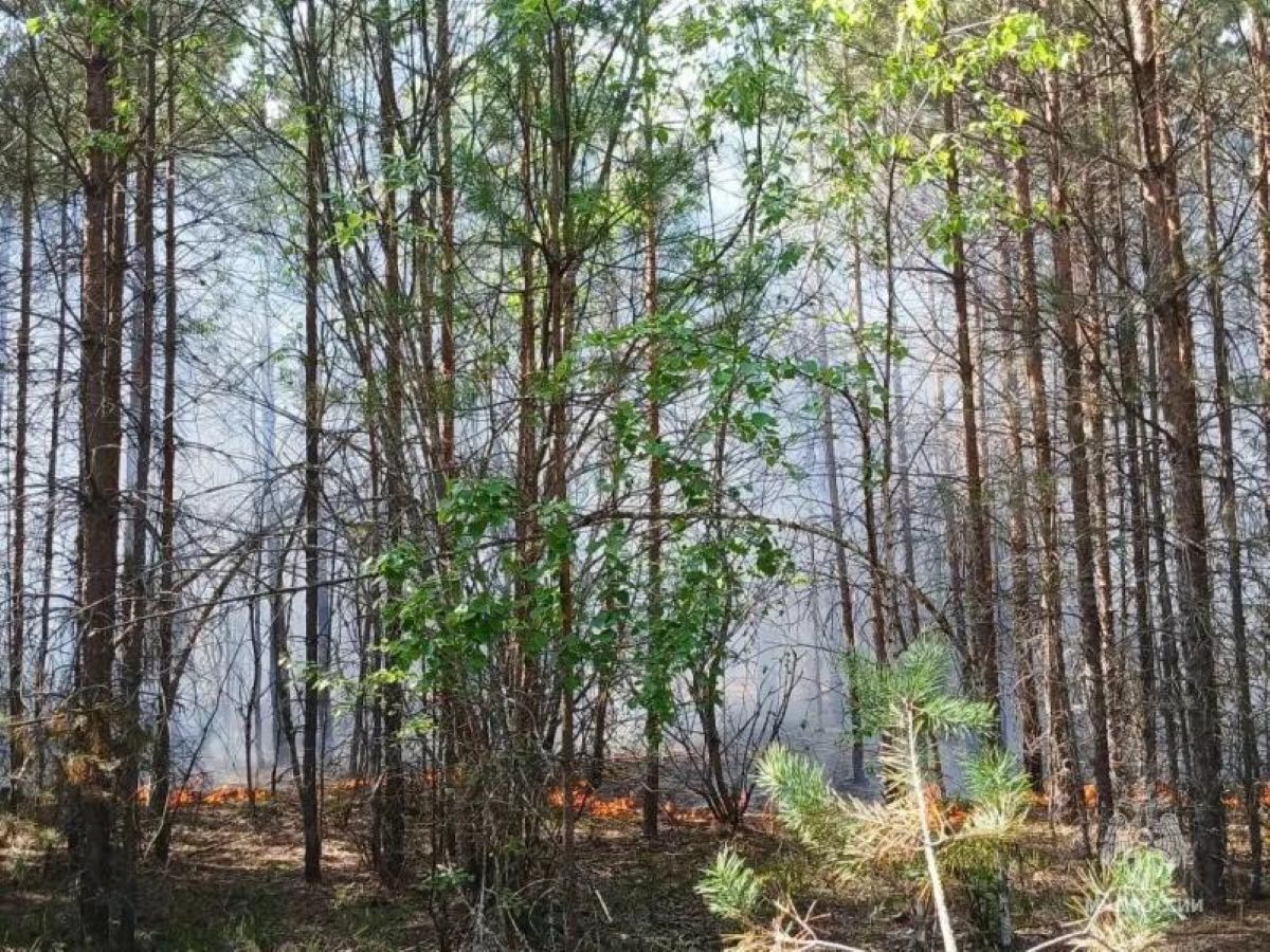 Полтора гектара леса выгорело в Калужской области