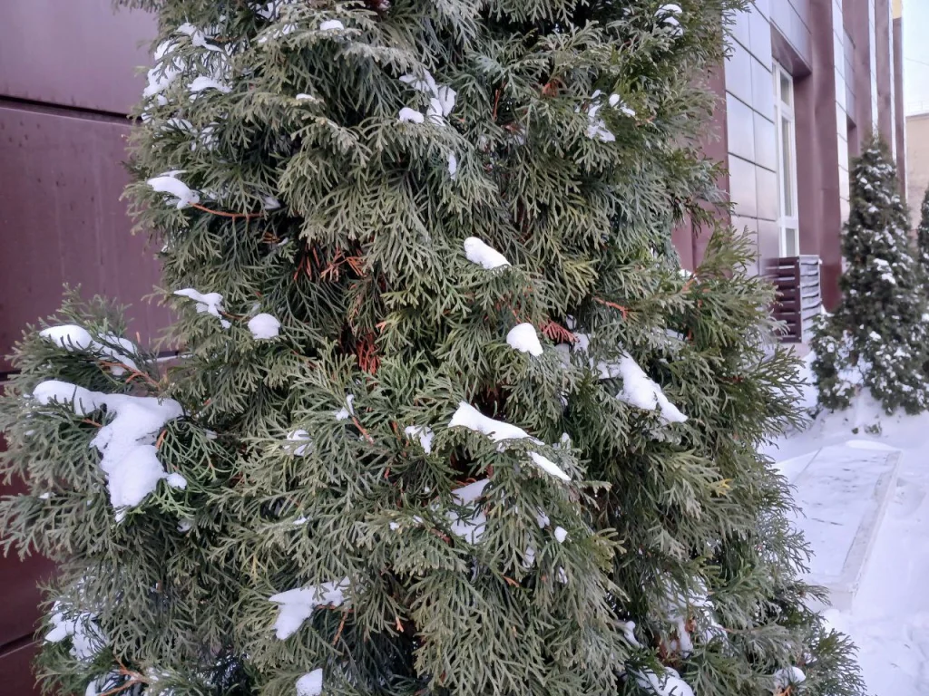 Сильный снегопад надвигается на Калужскую область