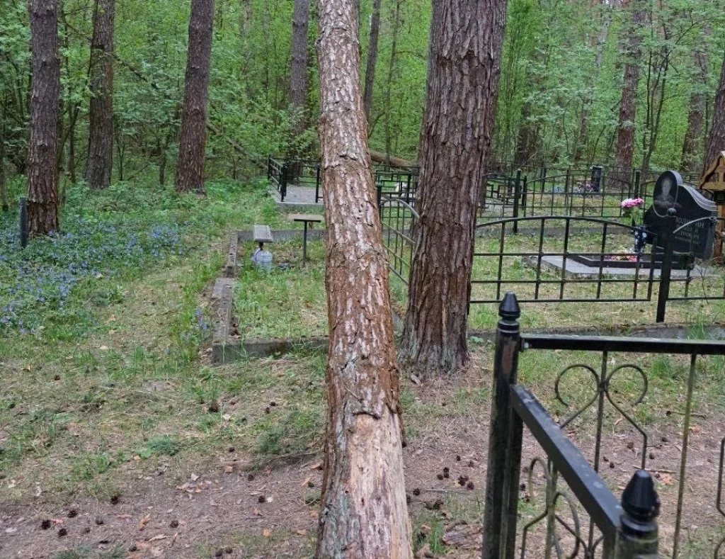 В деревне Крутицы нависшее над проходом дерево мешает попасть на кладбище