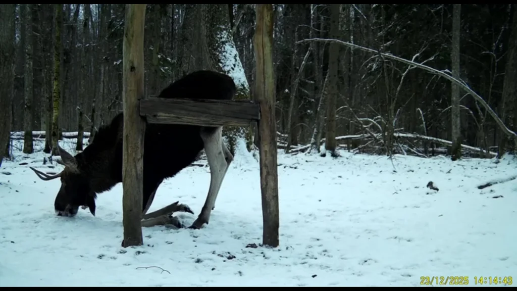 Лось встал на колени в калужском лесу