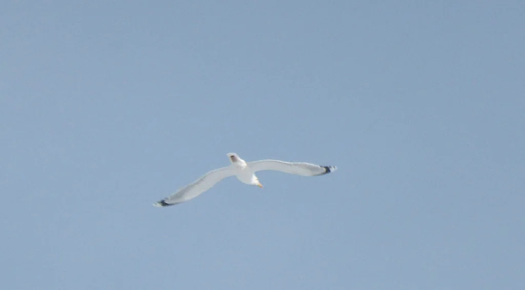 Под Калугой заметили первых перелётных чаек