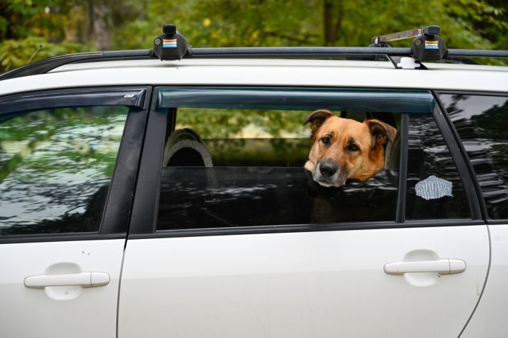 Каждый шестой житель ЮФО берет питомца с собой в путешествие