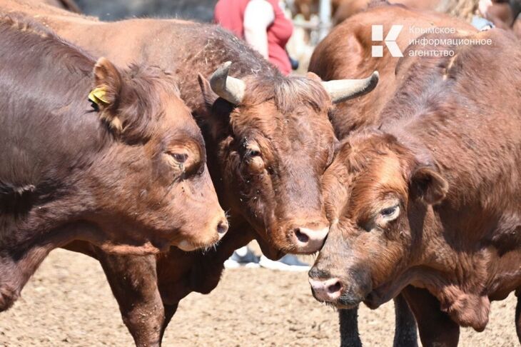 В Крыму намерены построить два молочно-товарных комплекса на 10 тысяч голов