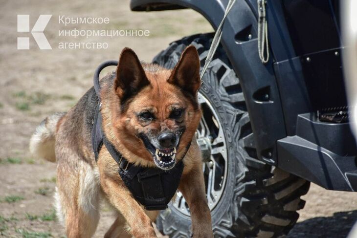 В Ялте во время выгула собак конфликт между владельцами обернулся заявлением в полицию